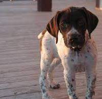 Check spelling or type a new query. Boingle Beagle German Shorthaired Pointer Mix Info Puppies Pictures