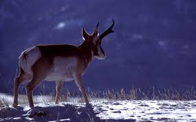 Yellowstone's Photo Collection