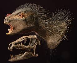 Image result for Dinophora