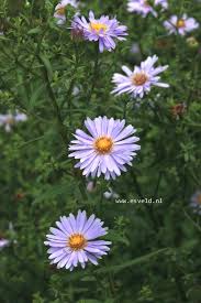 Image result for Asters `Jenny