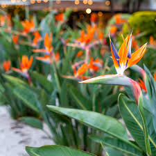 Image result for Strelitzia caudata