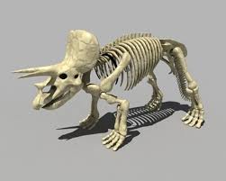 Triceratops Skeleton 3d Model 3d Model Skeleton Lion Sculpture