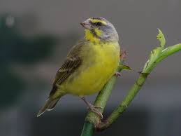 Birds That Sing At Night In Florida Butterfly Rainforest