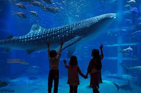 Dalam mendapatkan mangsanya, ikan ini dapat berburu secara berkelompok maupun sendiri. Para Penggemar Ikan Yuk Kunjungi Aquarium Terbesar Di Dunia Berikut Ini Tamasya