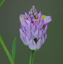 Image result for Polygala marensis
