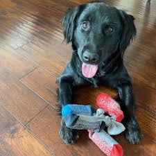 Try making these healthy homemade treats with carrots, apples, oats, and peanut butter for your dogs. 17 Diy Dog Toys You Can Make From Items In Your House Care Com Resources