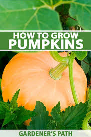 Green leaves seedling or sprout of young pumpkin plant growing on brown coconut shell`s hair soil for vegetable garden. How To Grow Your Own Pumpkins Gardener S Path
