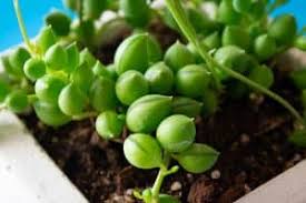 Lay the strands on top of each other on something long enough to support them without bending. How To Save Overwatered String Of Pearls Symptoms And Solutions Today S Gardener