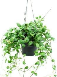 How To Care For Your Hoya Plant Hoya Plant Plants House Plant Care