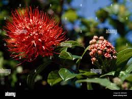 Image result for Combretum constrictum