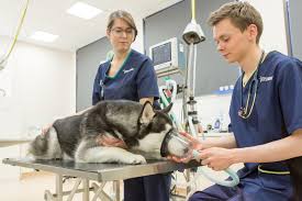 Spaying or neutering, which can help lower the risk of some diseases in dogs and cats. Emergency Vet Gateshead Nights Weekends 24 Hrs Sunday Vets Now