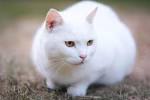 All-White Cat Breeds | PetCareRx