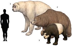 Prehistoric Taxonomy Short Faced Bear Arctodus Simus 1897 Cave Prehistoric Animals Short Faced Bear Extinct Animals