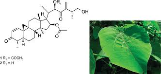 Image result for Neoboutonia melleri