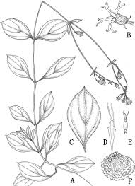 Image result for Silene abyssinica
