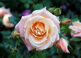 Check spelling or type a new query. Growing Roses How To Plant And Care For Roses The Old Farmer S Almanac