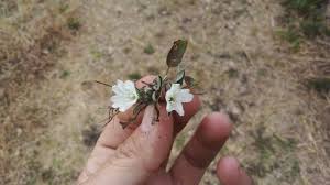 Image result for Falkia oblonga