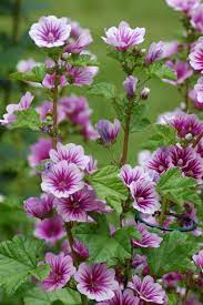The Ever Popular Zebrina Is A Type Of Hollyhock It Is An Annual Type And Also Smaller Than Country Garden Flowers Garden Flowers Perennials Mallow Flower