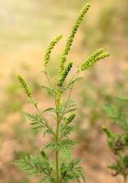 They are distributed in the tropical and subtropical regions of the americas, especially north america, where the origin and center of diversity of the genus are in the southwestern united states and northwestern. All About Ragweed Allergy Signs Symptoms And Avoidance