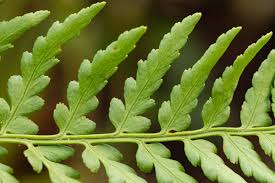 Image result for Dryopteris athamantica