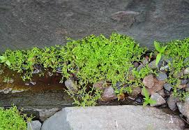 Image result for Montia