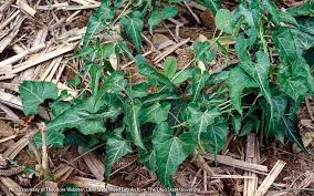 This plant was introduced and cultivated in the u.s. Fight These Common Garden Weeds Garden Gate
