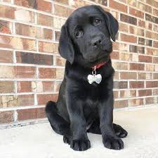 We are akc labrador breeders located in southern california, near san diego, orange county, ventura county, santa barbara county, kern county. Sammy Labrador Retriever Labrador Retriever Puppies Lab Puppies For Sale Lab Puppy For Sale Labrador Retiever For Sale