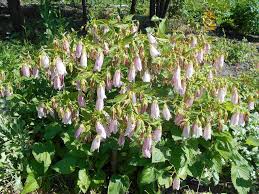 Image result for Carvalhoa campanulata