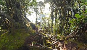 The mossy forest is a natural environment that grows only at the highest elevations of cameron highlands and other mountain. Cameron Highlands Has A Mossy Forest That Looks Like A Scene From Lotr Trp