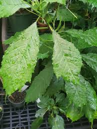 Image result for Dorstenia psilurus