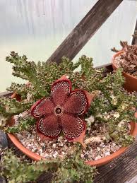 Image result for Gnidia stenophylla