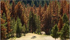 Periodic outbreaks of mountain pine beetles can kill millions of trees. Bark Beetles Kill Millions Of Acres Of Trees In West The New York Times