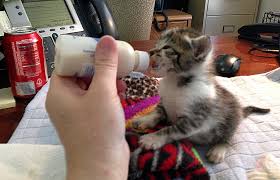Watch as the pup gently kisses the little baby. Abandoned Or Orphaned Kittens Best Friends Animal Society