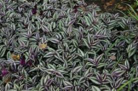 Extremely rare wandering jew tradescantia tricolor dense form. Tradescantia Zebrina Wisconsin Horticulture
