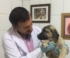 Ilac Tuncay Demir Veteriner Hizmetleri