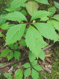 Image result for Parthenocissus quinquefolia