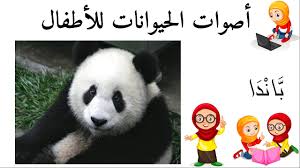 دب الباندا أسماء الحيوانات للأطفال وأصواتها panda bear panda animals