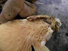 Image result for Paxillus panuoides