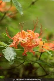 Rhododendron Calendulaceum Flame Azalea Rhododendron Azaleas Beautiful Blooms