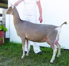 pin on goats