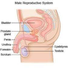 Diarrhea is found among people with prostate cancer, especially for people who are 60+ old. Prostate Cancer What You Need To Know