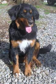 If you are looking to adopt or buy a golden retriever take a look here! Golden Mountain Dog Online Shopping Mall Find The Best Prices And Places To Buy