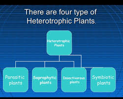 What Are The Types Of Heterotrophic Nutrition Explain With An Example Brainly In