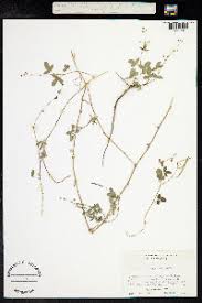 Image result for Desmodium scorpiurus