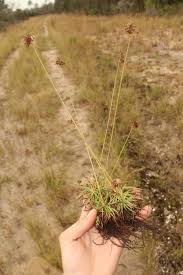 Image result for Fimbristylis