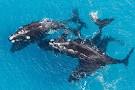 Risultati immagini per Southern right whales off the coast of South Africa