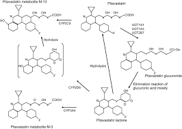 Metabolic Pathway For Pitavastatin Involvement Of Cyp2c9 Is