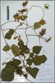 Image result for Rhynchosia ferruginea