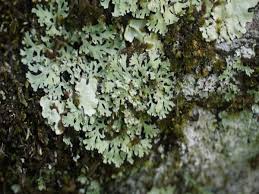 Lichen sclerosus is characterized by skin changes of the external genitalia. U Khand Forest Department Develops India S First Lichen Park In Munsyari Dehradun News Times Of India