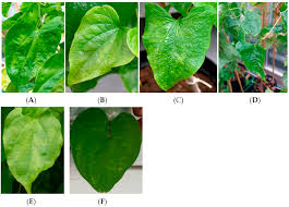 Image result for Dioscorea dumetorum